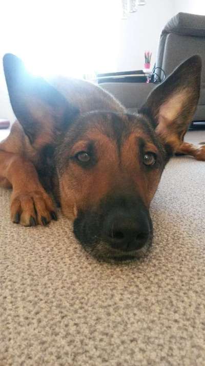 Schäferhund-Beitrag-Bild