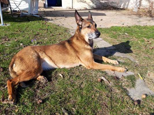 36. Handy Foto Challenge - Sonnenanbeter-Beitrag-Bild