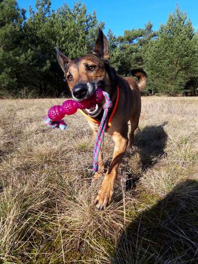 Fotosammlung: ,,Der natürliche Hund" Unbearbeitet, ungestellt und in Natura-Beitrag-Bild