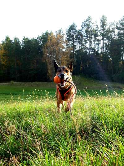 41. Handy Fotochallenge - Euer gemeinsames Hobby-Beitrag-Bild