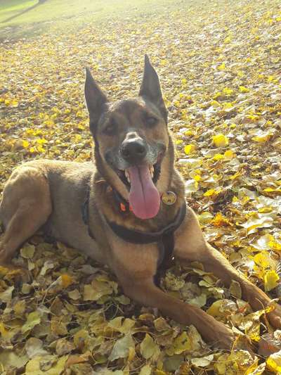 Herbst Bilder-Beitrag-Bild