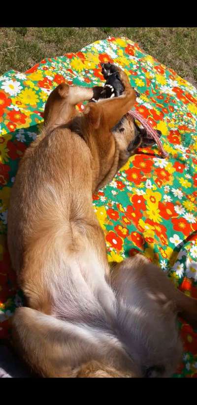 Fotosammlung: ,,Der natürliche Hund" Unbearbeitet, ungestellt und in Natura-Beitrag-Bild