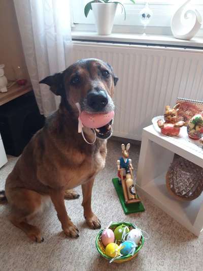 Dogorama Photo Challenge - Ostereiersuche-Beitrag-Bild