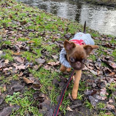 Hundetreffen-Welpentreffen im Schlosspark Pankow-Bild