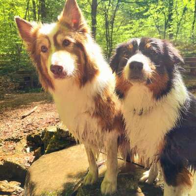 Hundetreffen-Mantrailing-Bild