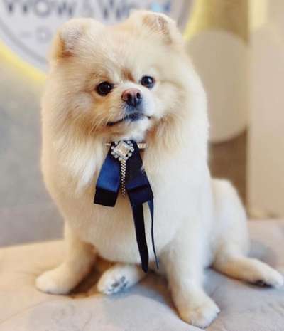 Hundetreffen-zwergspitz pomeranian-Bild