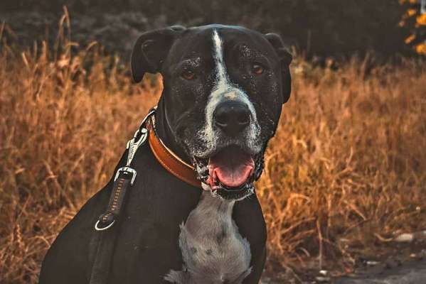 Dein Hund im Dogorama-Kalender 2021-Beitrag-Bild