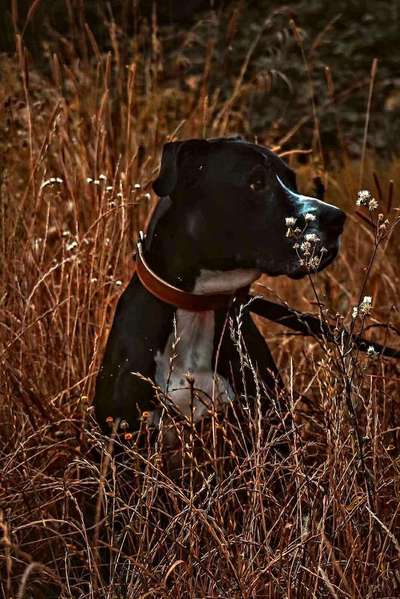 Dein Hund im Dogorama-Kalender 2021-Beitrag-Bild