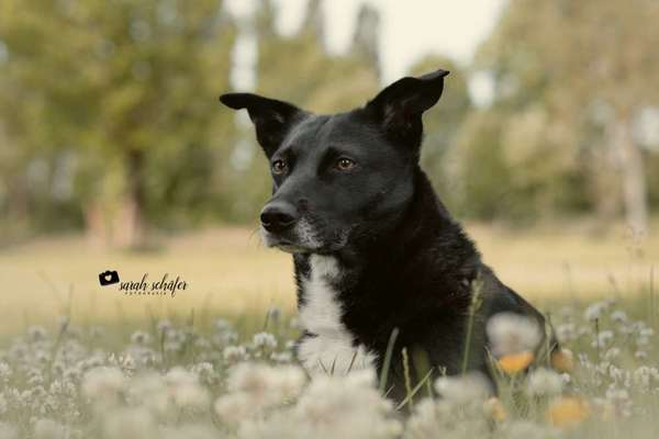 Foto's und Hundemodels-Beitrag-Bild