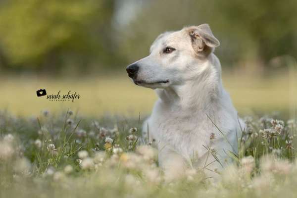 Foto's und Hundemodels-Beitrag-Bild