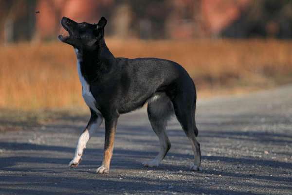 Foto's und Hundemodels-Beitrag-Bild