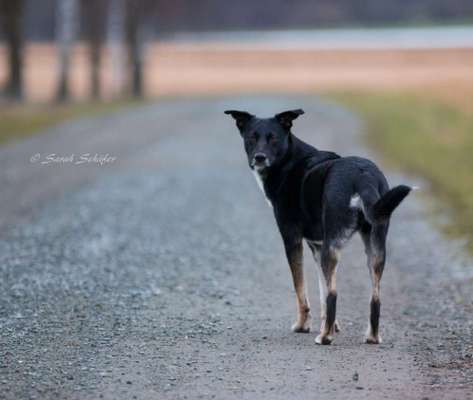 Foto's und Hundemodels-Beitrag-Bild