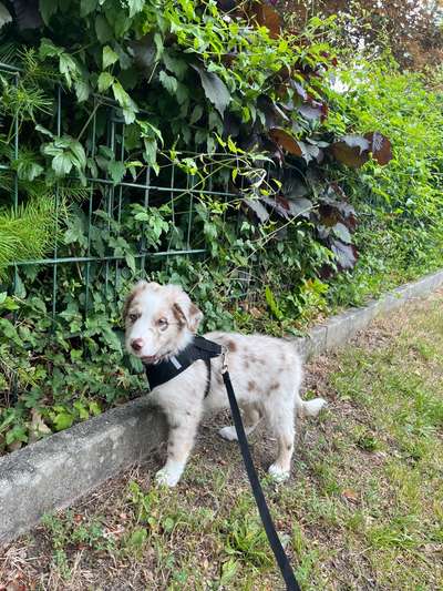 Hundetreffen-Welpen kennenlernen-Bild