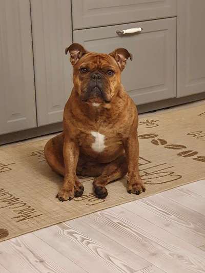 Olde English Bulldogge-Beitrag-Bild