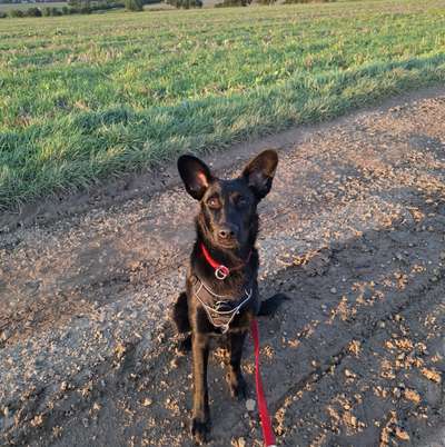 Hundetreffen-Gassirunde-Bild