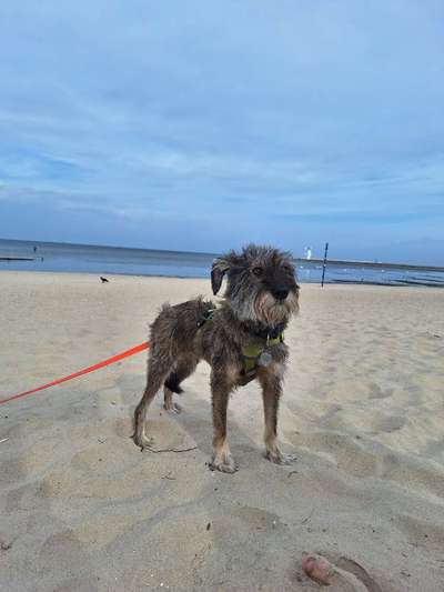 Auslandstierschutz-Beitrag-Bild