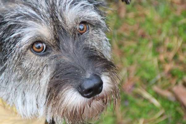 Hunde Porträt (Portrait) Galerie....-Beitrag-Bild