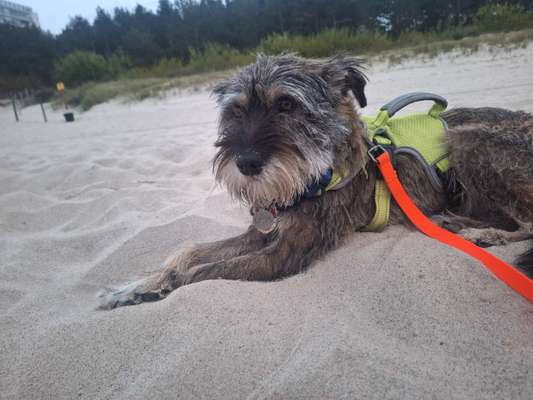 Zeigt mal die schönsten Bilder von euren Hunden !-Beitrag-Bild