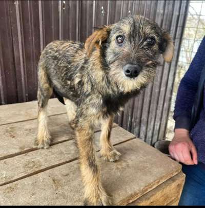 Welpen Bilder !-Beitrag-Bild