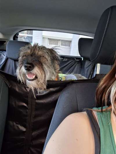 Foto Challenge Thema "Hunde im Auto"-Beitrag-Bild