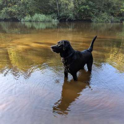 Hundetreffen-Eine Runde mit Milo-Bild