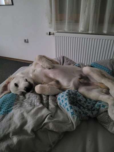 Hundetreffen-Welpentreffen-Bild