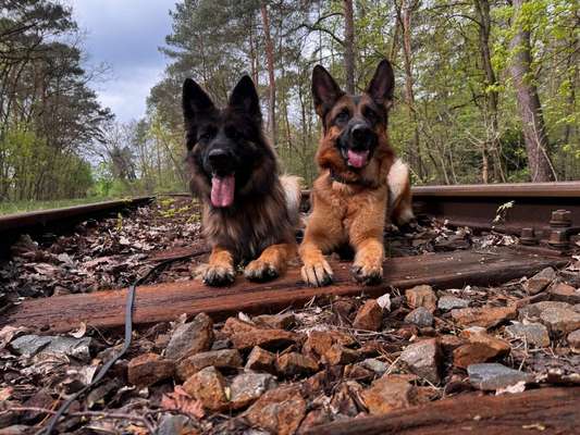 Hundetreffen-Wandern-Bild