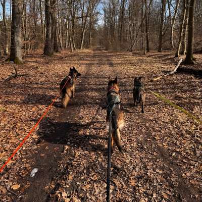 Hundetreffen-Gassi und Canicross Runde-Bild