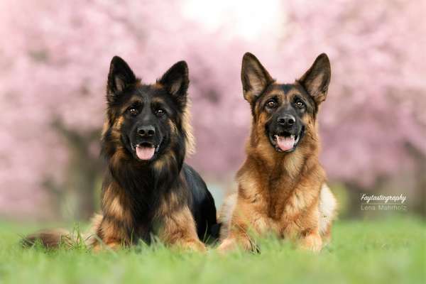 Reinrassige Hunde?-Beitrag-Bild