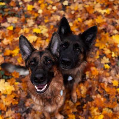 Hundetreffen-Trainings runde im Wald-Bild