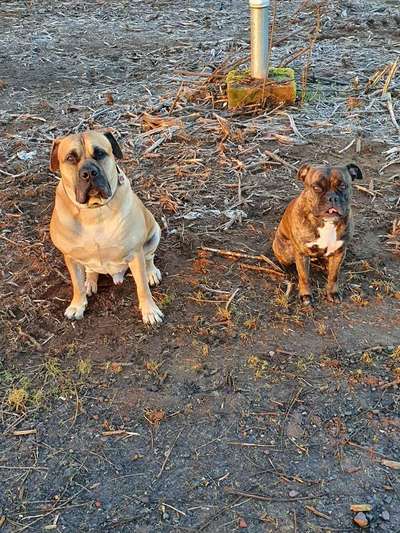 Mehrere Hunde zuhause !-Beitrag-Bild