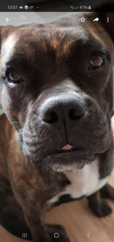 Olde English Bulldogge-Beitrag-Bild