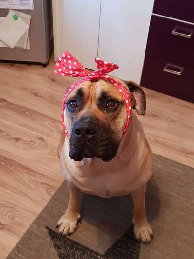 Hunde Memes-Beitrag-Bild