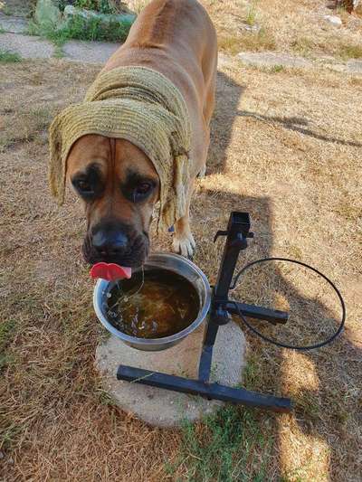 Eisbomben für Hunde-Beitrag-Bild