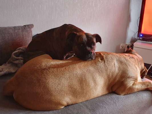 Rhodesian Ridgeback-Beitrag-Bild
