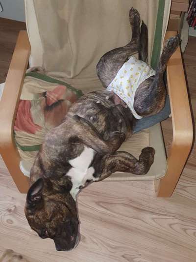 Mit läufiger Hündin ins Restaurant?-Beitrag-Bild