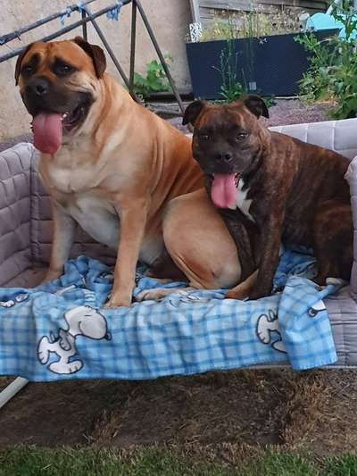 Mischlingshunde Foto Aufruf-Beitrag-Bild