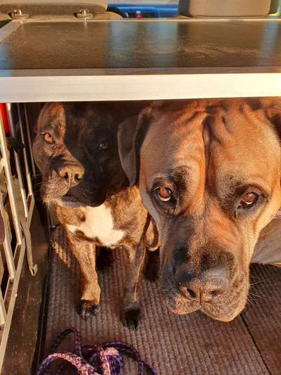 Mehrere Hunde zuhause !-Beitrag-Bild