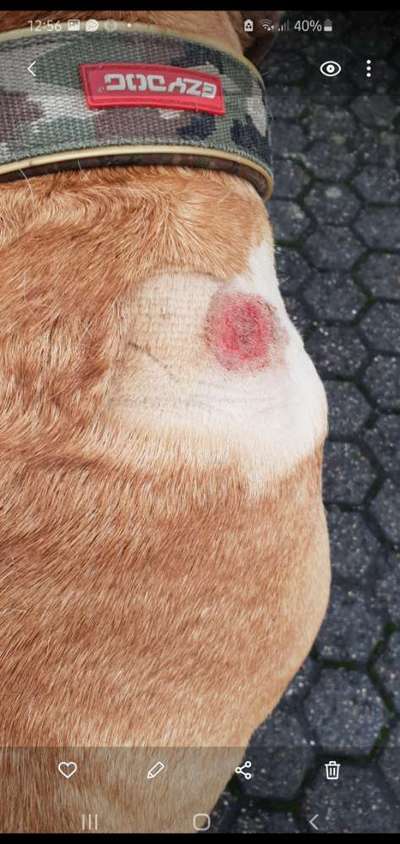 Bedarfsdeckendes Trockenfutter-Beitrag-Bild