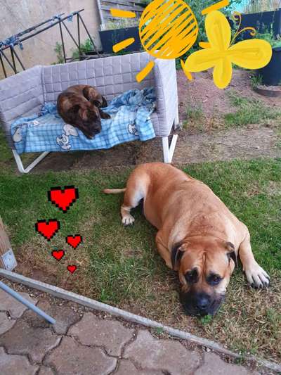 Hund im Garten - Eure Meinungen-Beitrag-Bild