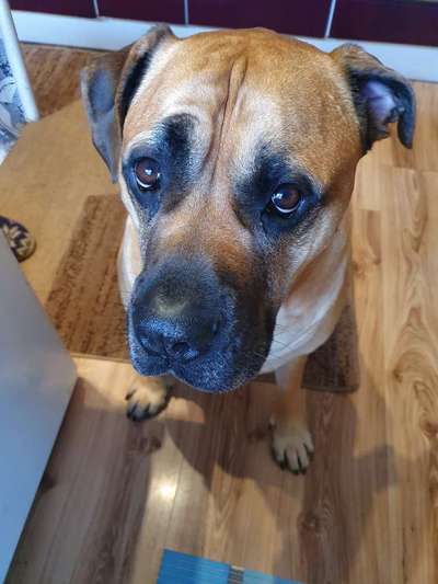 Rhodesian Ridgeback-Beitrag-Bild