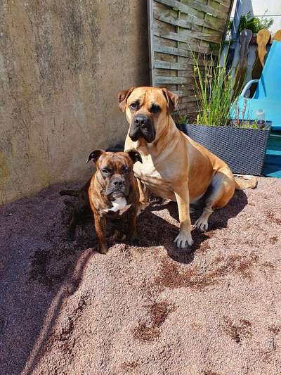 Mehrere Hunde zuhause !-Beitrag-Bild