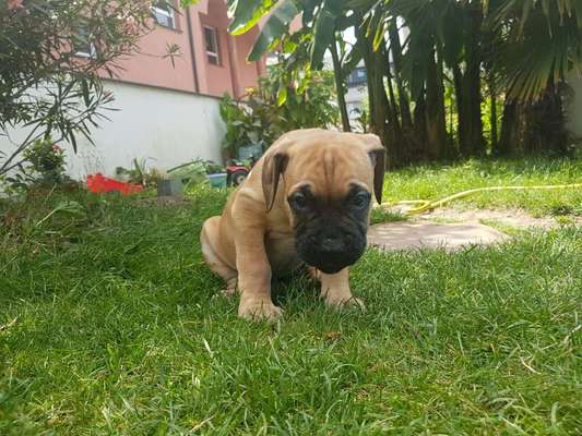 Welpen Bilder !-Beitrag-Bild