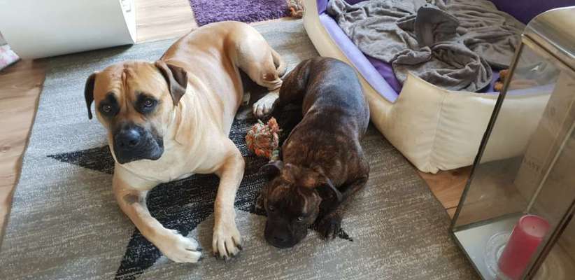 Mischlinge raten - Rätselspaß-Beitrag-Bild