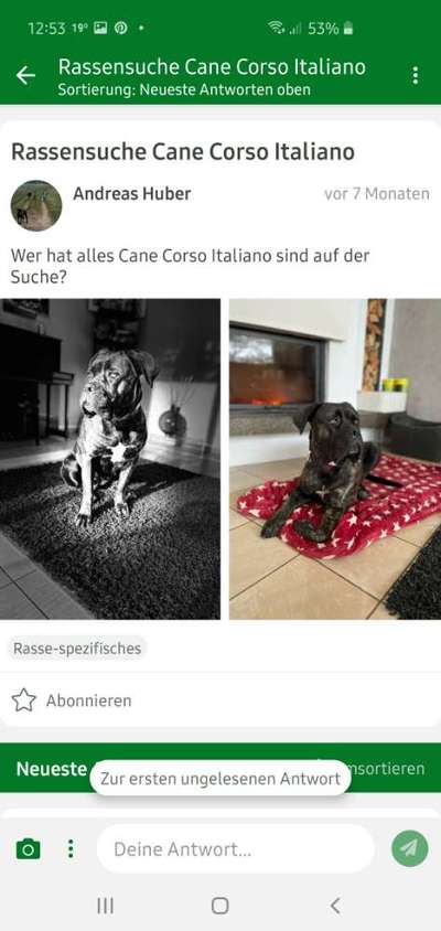 Ist hier jemand mit ein cane corso ?-Beitrag-Bild