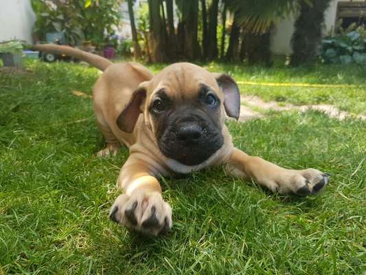 Welpen Bilder !-Beitrag-Bild