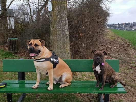 Mischlingshunde Foto Aufruf-Beitrag-Bild