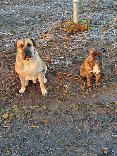 "Bulligere Arten" auch hier? :) Amstaff etc..-Beitrag-Bild