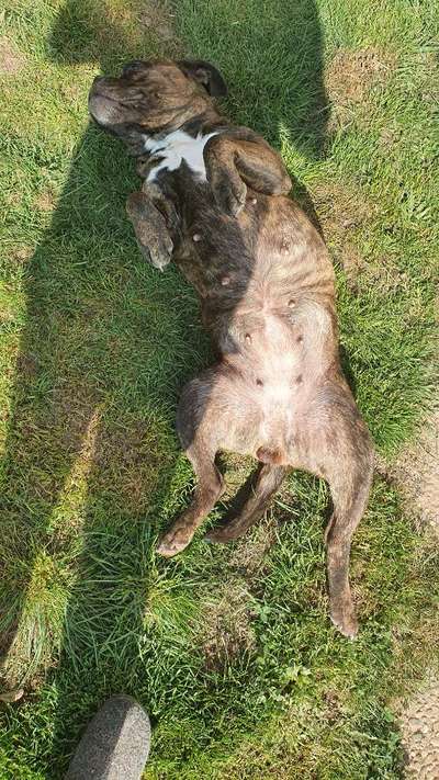 Hund im Garten - Eure Meinungen-Beitrag-Bild