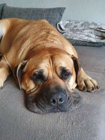 Rhodesian Ridgeback-Beitrag-Bild